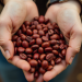 Coffee prices plummet as market shaken by increased supply, shifting demand