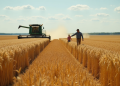 SovEcon raises Russia’s 2025 wheat harvest forecast amid record Siberian yields