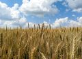 Commerzbank anticipates wheat price recovery by end of 2026 on supply constraints