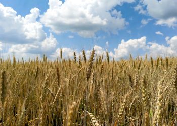 Commerzbank anticipates wheat price recovery by end of 2026 on supply constraints