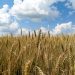 Commerzbank anticipates wheat price recovery by end of 2026 on supply constraints