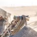 BHP: Targeted AI Platforms Boost Efficiency, Safety and More